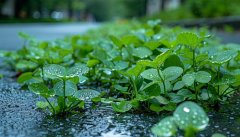 大范畴阴雨雪气候升级 将来10天持续多雨雪