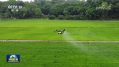 【正在但愿的郊野上·三夏时节】向科技要产能